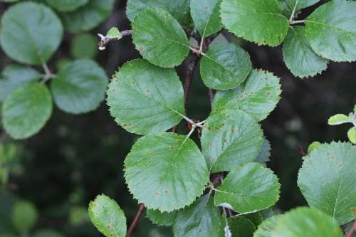 balkanoxel Sorbus graeca