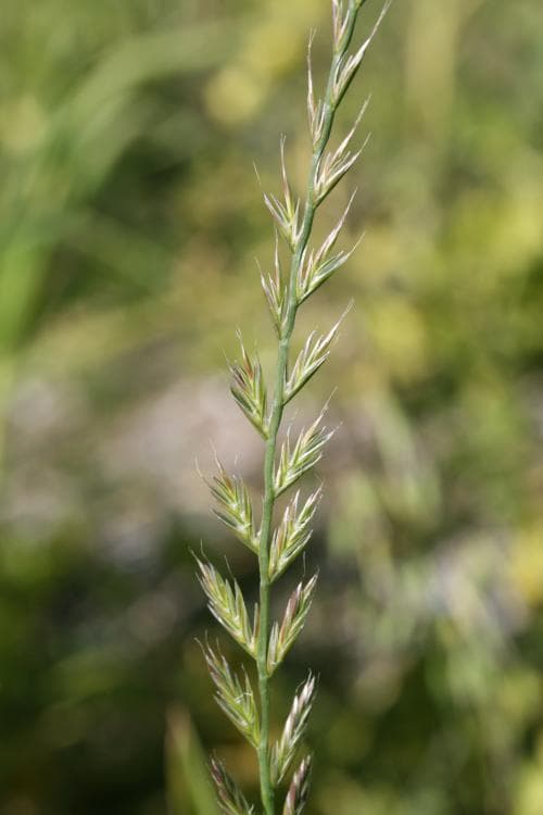 italienskt rajgräs Lolium multiflorum