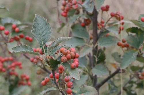 häckoxel Sorbus mougeotii