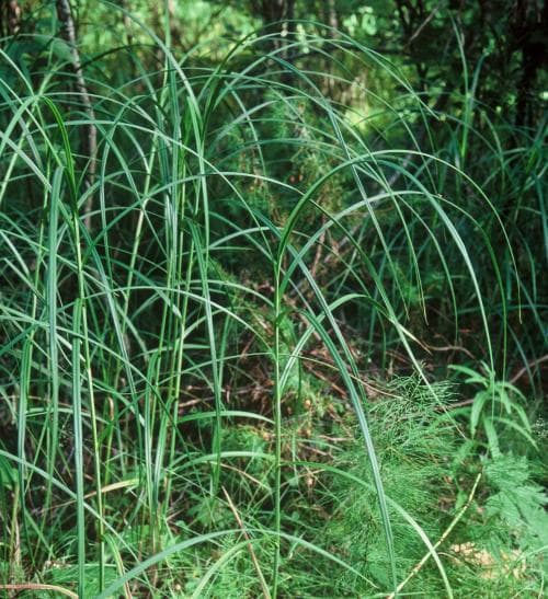 finnstarr Carex atherodes