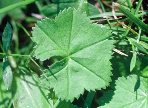 sjuhörnig daggkåpa Alchemilla heptagona