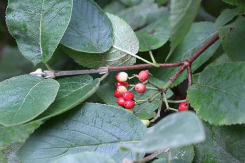 parkolvon Viburnum lantana