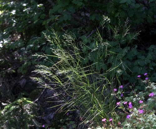 lundgröe Poa nemoralis