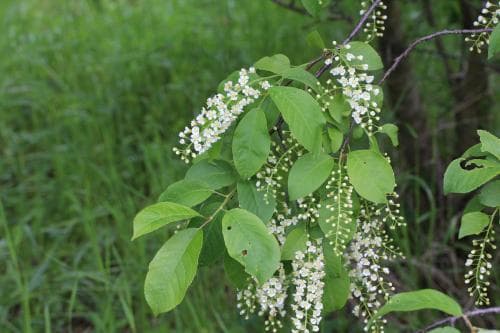 glanshägg Prunus serotina