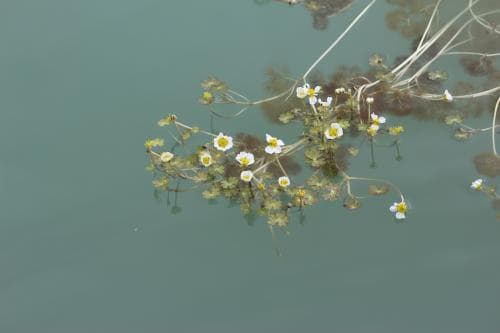 sjömöja Ranunculus schmalhausenii