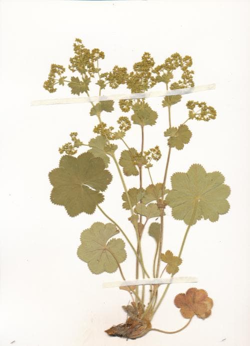 valldaggkåpa Alchemilla subglobosa