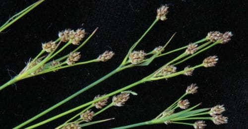 blekfryle Luzula pallescens