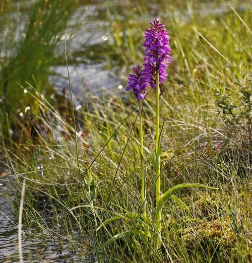 mossnycklar Dactylorhiza majalis subsp. sphagnicola