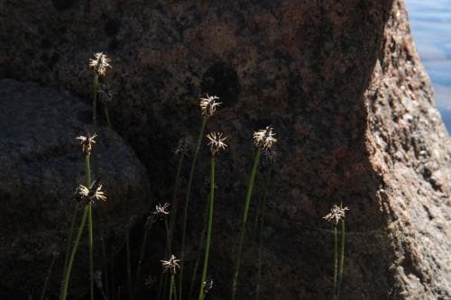 bottnisk agnsäv Eleocharis uniglumis var. fennica