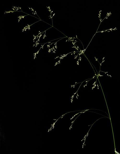 köseven Agrostis clavata