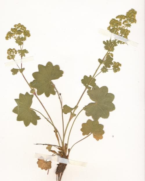 njurdaggkåpa Alchemilla murbeckiana