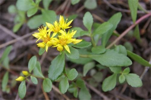 sibiriskt fetblad Phedimus hybridus