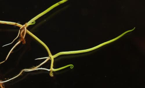 klotgräs Pilularia globulifera