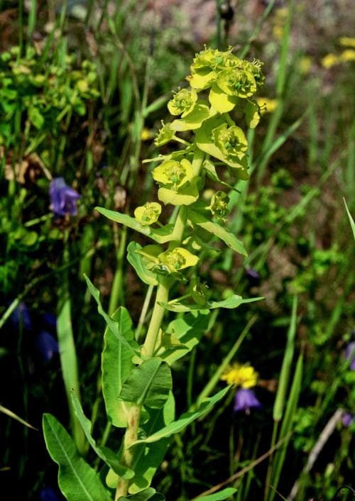 bantörel Euphorbia agraria
