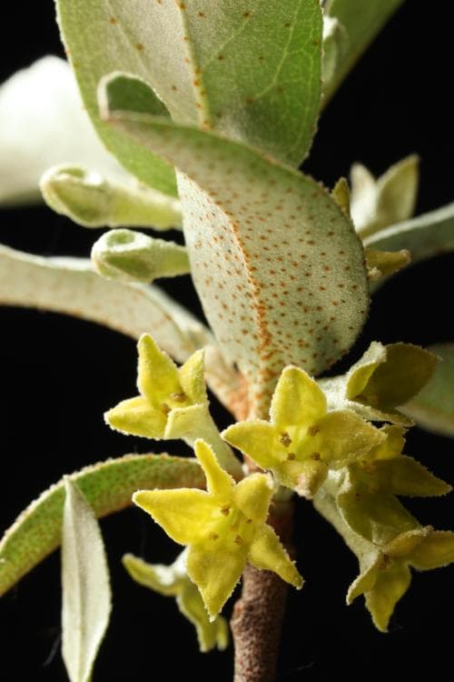 silverbuske Elaeagnus commutata