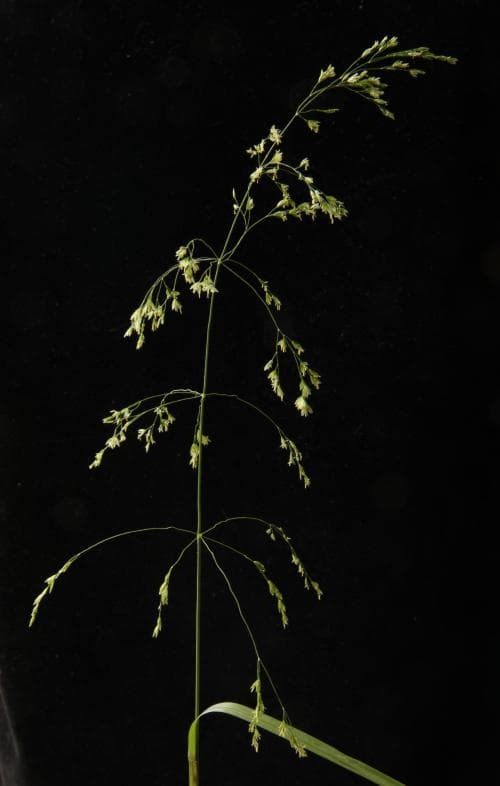 storgröe Poa remota
