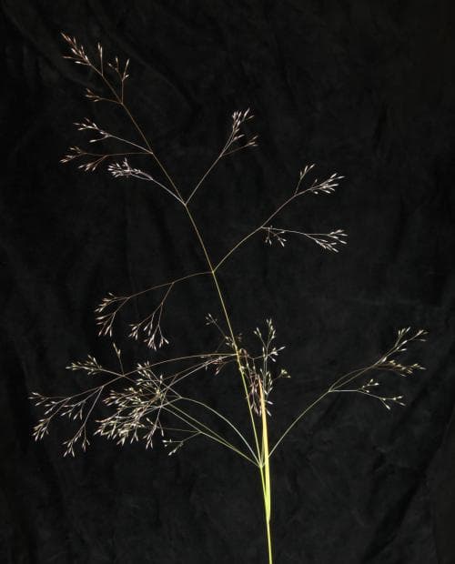 kvarnven Agrostis scabra