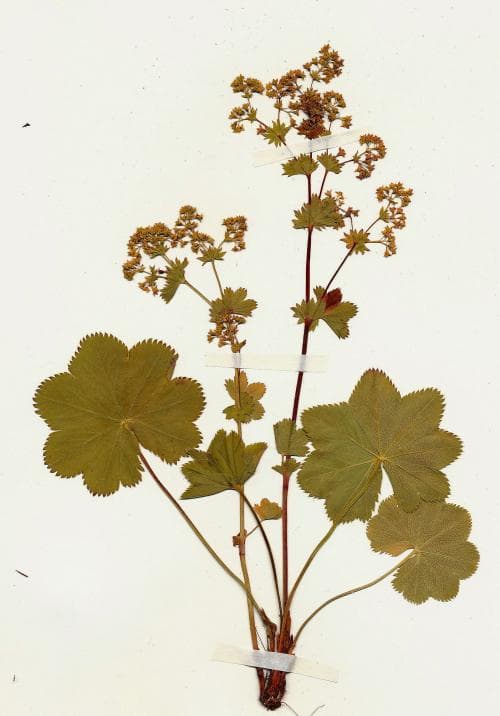 skårdaggkåpa Alchemilla wichurae
