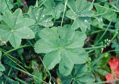 vågdaggkåpa Alchemilla cymatophylla