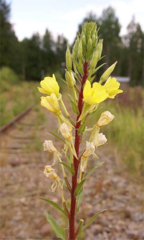 pricknattljus Oenothera muricata