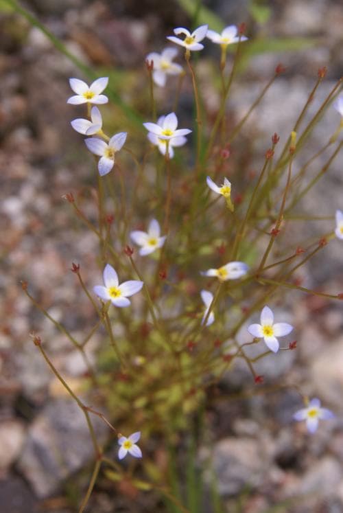 porslinsstjärna Houstonia caerulea