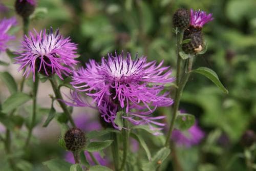 finnklint Centaurea phrygia subsp. phrygia