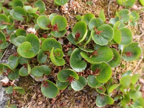 dvärgvide Salix herbacea