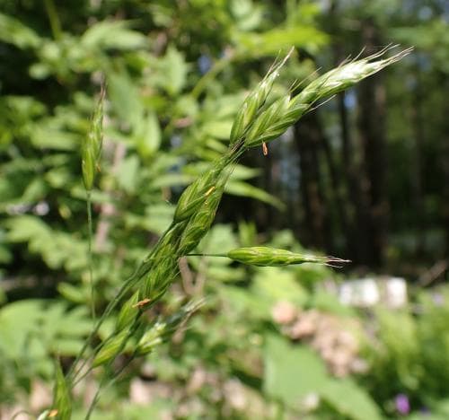 ängslosta Bromus racemosus