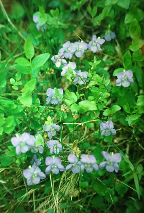 äkta ängsviol Viola canina subsp. canina