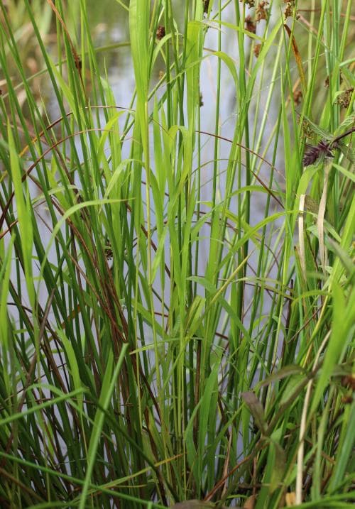 vildris Leersia oryzoides