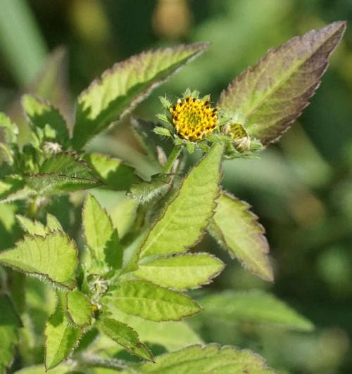 nålskära Bidens pilosa