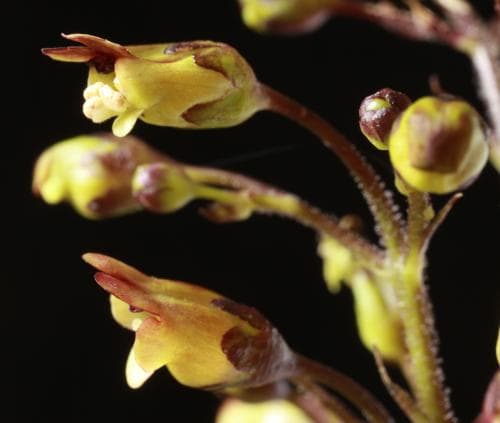 flenört Scrophularia nodosa