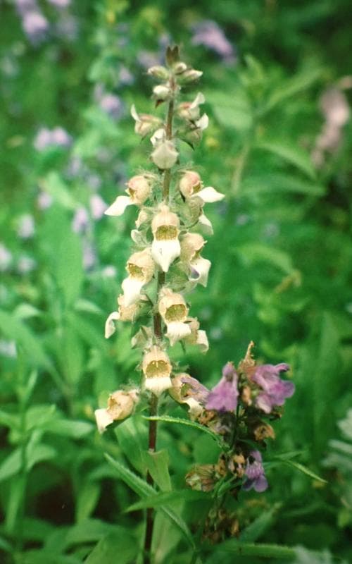 grekisk fingerborgsblomma Digitalis lanata