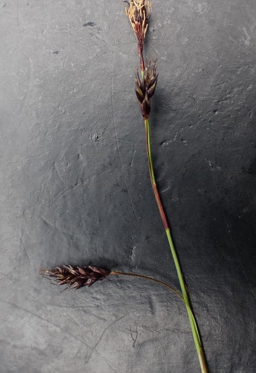 sotstarr Carex fuliginosa subsp. misandra