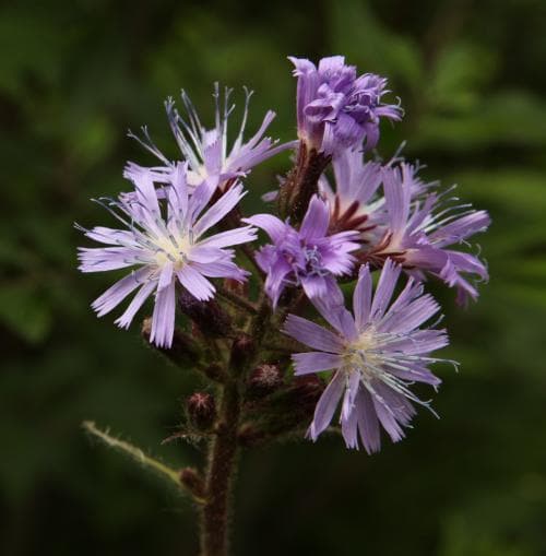 torta Lactuca alpina