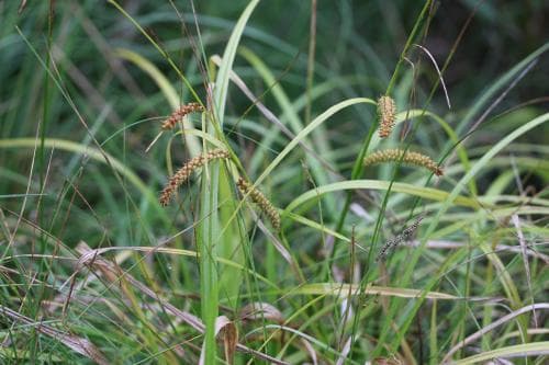 älvstarr Carex rhynchophysa