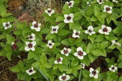 hönsbär Cornus suecica