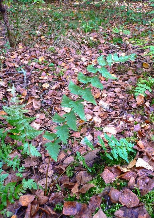 granbräken Dryopteris cristata