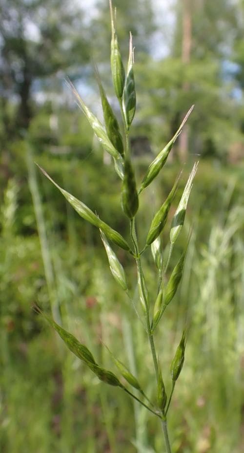 falsk finlosta Bromus hordeaceus subsp. pseudothominei