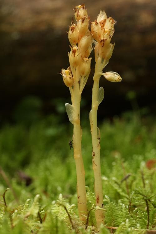 kalktallört Monotropa hypophegea