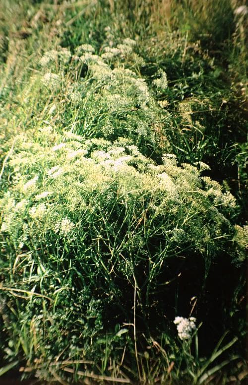 skärblad Falcaria vulgaris