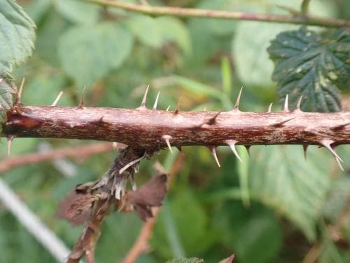 nålbjörnbär Rubus scissus