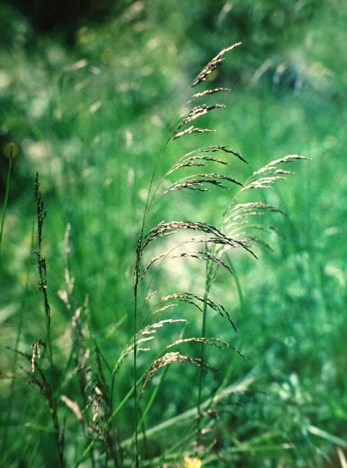 vanlig tuvtåtel Deschampsia cespitosa subsp. cespitosa
