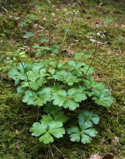 sårläka Sanicula europaea