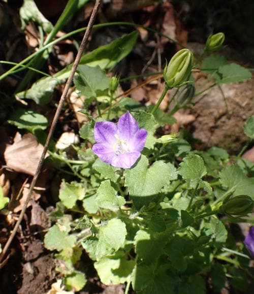 karpaterklocka Campanula carpatica