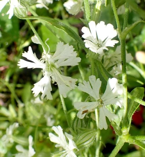 vanlig gaffelglim Silene dichotoma subsp. dichotoma