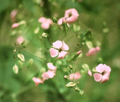 åkernejlika Vaccaria hispanica