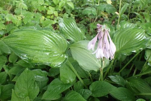 blomsterfunkia Hosta fortunei