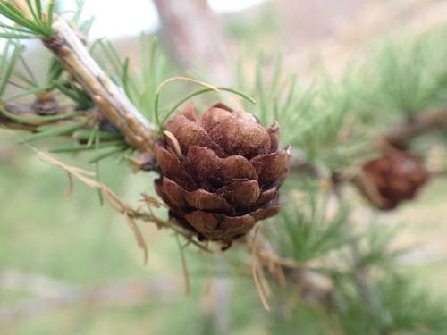 sibirisk lärk Larix sibirica