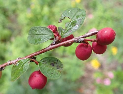 rött oxbär Cotoneaster integerrimus